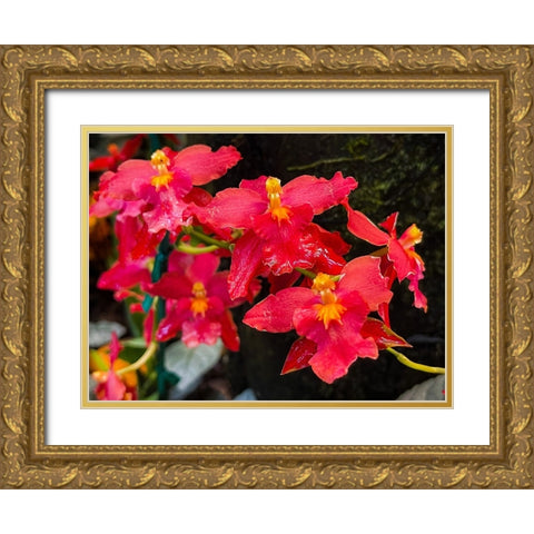 Coy Orchids In Red Gold Ornate Wood Framed Art Print with Double Matting by Nebula, Melissa