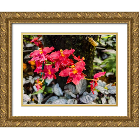 Curly Orchid Hug Gold Ornate Wood Framed Art Print with Double Matting by Nebula, Melissa