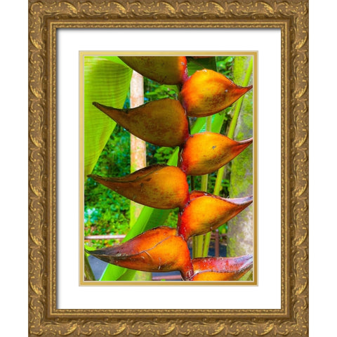 Heliconia Sip Gold Ornate Wood Framed Art Print with Double Matting by Nebula, Melissa