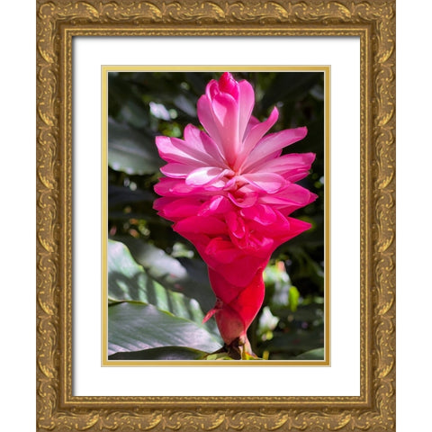 Ginger Awakening Gold Ornate Wood Framed Art Print with Double Matting by Nebula, Melissa