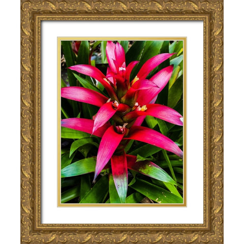 Botanical Bromeliad Gold Ornate Wood Framed Art Print with Double Matting by Nebula, Melissa
