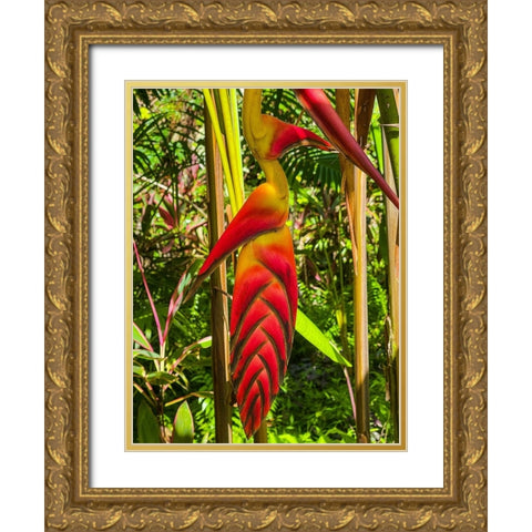 Tropical Bromeliad Bird Gold Ornate Wood Framed Art Print with Double Matting by Nebula, Melissa