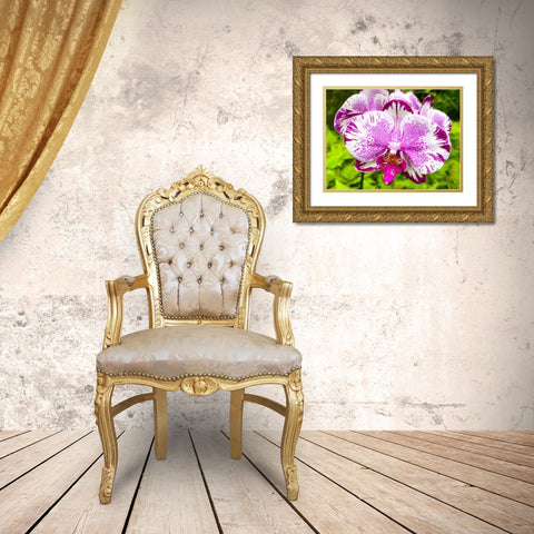 Dappled Orchid In Magenta Gold Ornate Wood Framed Art Print with Double Matting by Nebula, Melissa