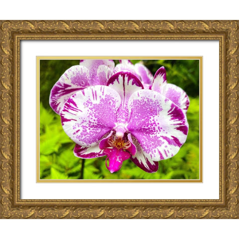 Dappled Orchid In Magenta Gold Ornate Wood Framed Art Print with Double Matting by Nebula, Melissa