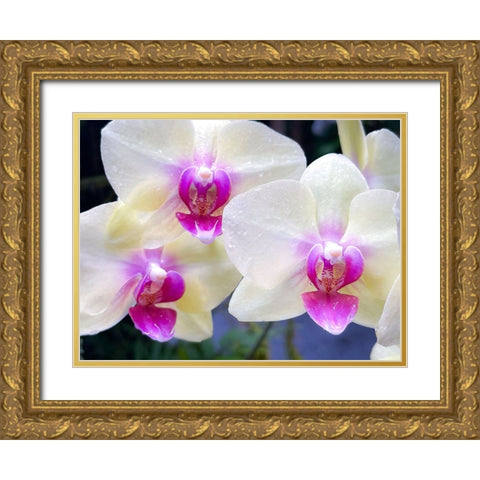 Orchid Cleanse Gold Ornate Wood Framed Art Print with Double Matting by Nebula, Melissa