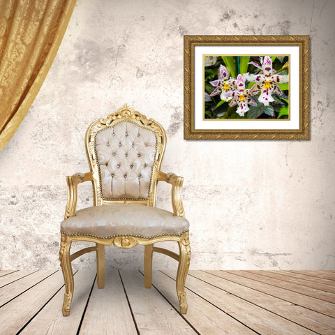 Look At Me Orchids Gold Ornate Wood Framed Art Print with Double Matting by Nebula, Melissa