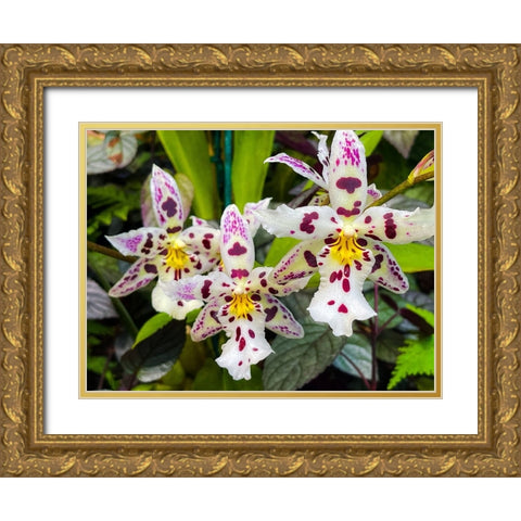 Look At Me Orchids Gold Ornate Wood Framed Art Print with Double Matting by Nebula, Melissa