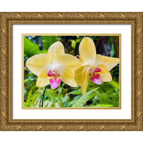 Orchid peace In Yellow Gold Ornate Wood Framed Art Print with Double Matting by Nebula, Melissa