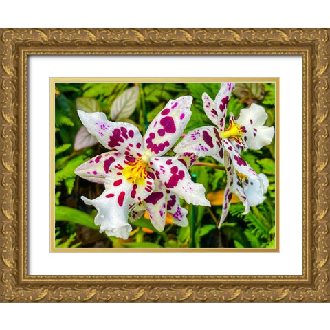 Smiley Orchid Gold Ornate Wood Framed Art Print with Double Matting by Nebula, Melissa