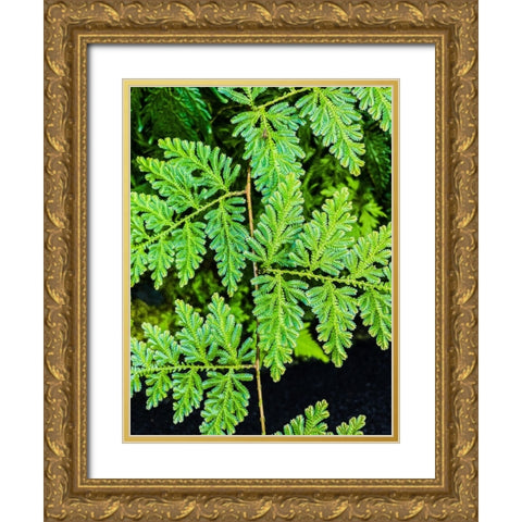 Evergreen Lace Gold Ornate Wood Framed Art Print with Double Matting by Nebula, Melissa