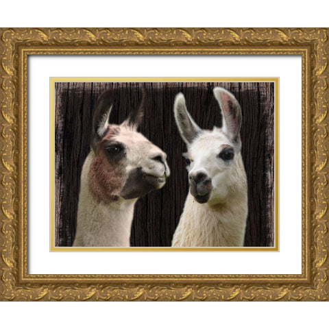 Llama Discussion Gold Ornate Wood Framed Art Print with Double Matting by Prime, Marcus