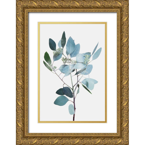 Misty Eucalyptus 2 Gold Ornate Wood Framed Art Print with Double Matting by Prime, Marcus