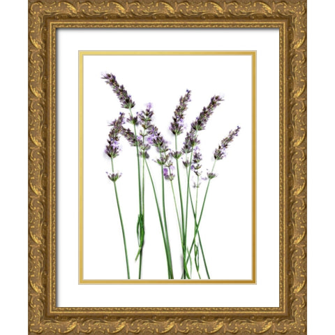 Lavender Desires Gold Ornate Wood Framed Art Print with Double Matting by Prime, Marcus