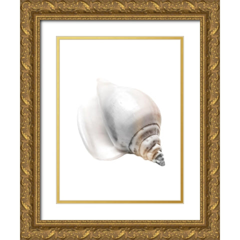 Calming Nautilus Shell Gold Ornate Wood Framed Art Print with Double Matting by Prime, Marcus