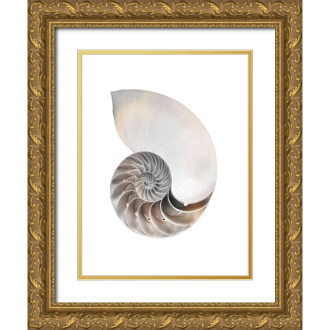 Calming Spiral Shell Gold Ornate Wood Framed Art Print with Double Matting by Prime, Marcus