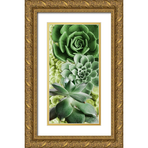 Adored Succulents 5 Gold Ornate Wood Framed Art Print with Double Matting by Prime, Marcus