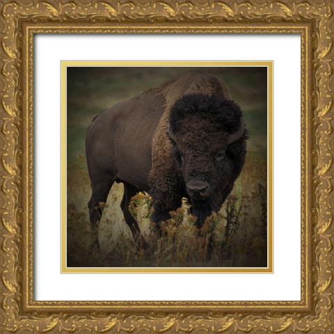 Vigilant Bison Gold Ornate Wood Framed Art Print with Double Matting by Prime, Marcus