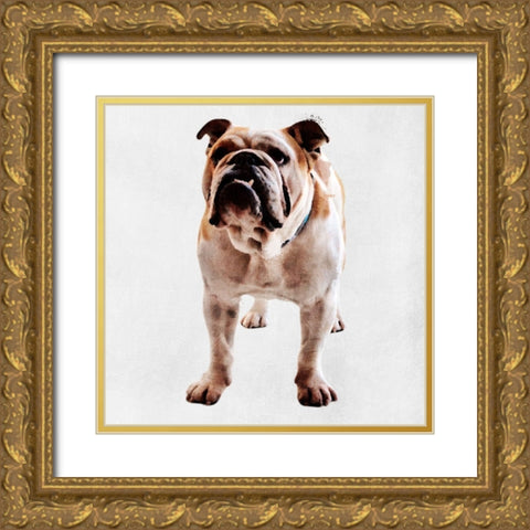 Yearning Bulldog Gold Ornate Wood Framed Art Print with Double Matting by Prime, Marcus