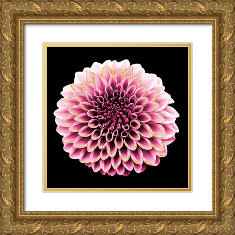 Dahlia Embrace 1 Gold Ornate Wood Framed Art Print with Double Matting by Prime, Marcus