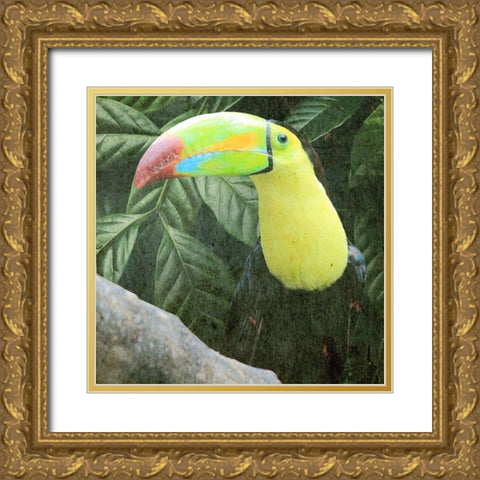Sam Toucan Gold Ornate Wood Framed Art Print with Double Matting by Prime, Marcus