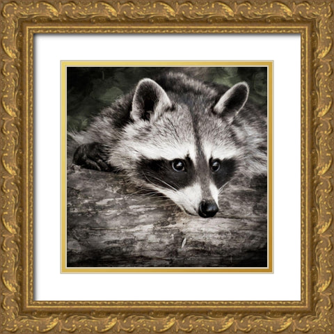 Pondering Raccoon 2 Gold Ornate Wood Framed Art Print with Double Matting by Prime, Marcus