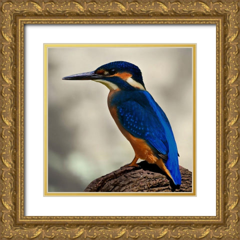 Perching Fellow Gold Ornate Wood Framed Art Print with Double Matting by Prime, Marcus