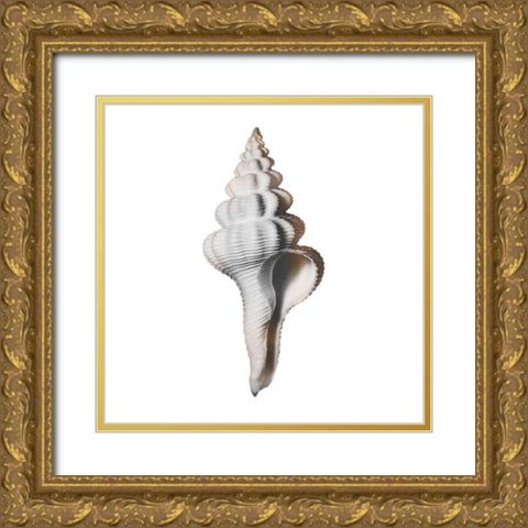 Calming Spiral Shell 2 Gold Ornate Wood Framed Art Print with Double Matting by Prime, Marcus
