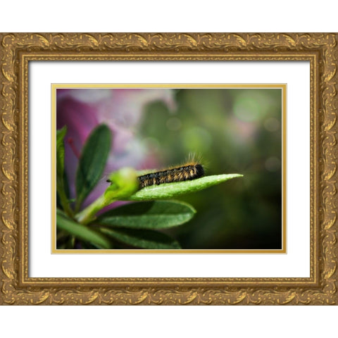 Caterpillar Gold Ornate Wood Framed Art Print with Double Matting by Reed, Michele