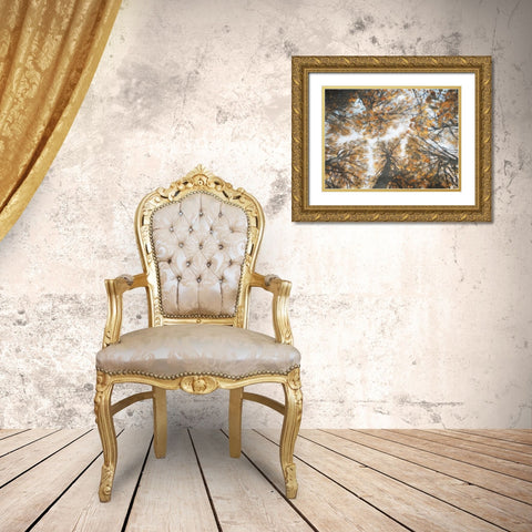 Look Up In The Forest Gold Ornate Wood Framed Art Print with Double Matting by Villa, Mlli