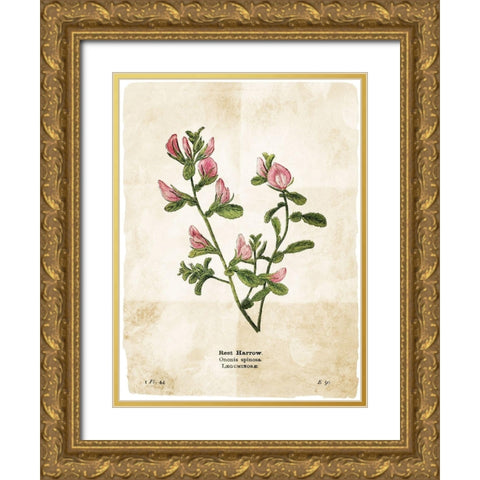 Flower Page Gold Ornate Wood Framed Art Print with Double Matting by Villa, Mlli