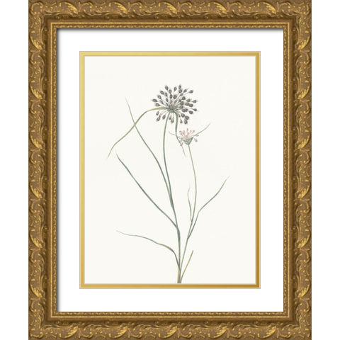 Sprout Gold Ornate Wood Framed Art Print with Double Matting by Villa, Mlli