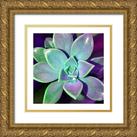 Succulent Dawn 3 Gold Ornate Wood Framed Art Print with Double Matting by Pearson, Debbie