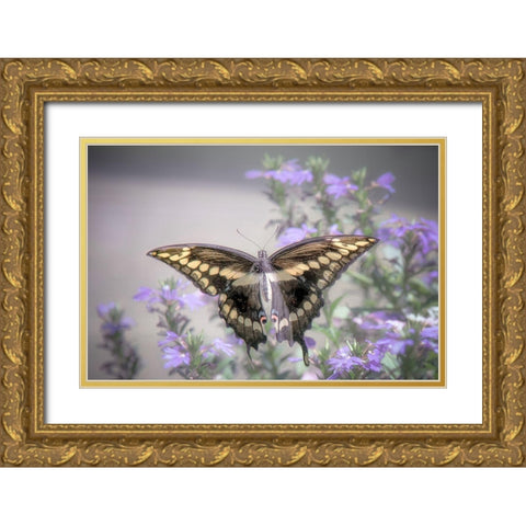 Pristine Desire 2 Gold Ornate Wood Framed Art Print with Double Matting by DeLuca, Pat
