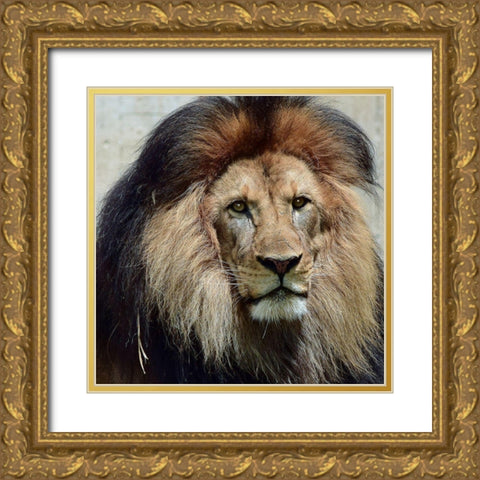 Action of Clarity Gold Ornate Wood Framed Art Print with Double Matting by DeLuca, Pat