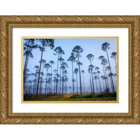 Piney Woods Gold Ornate Wood Framed Art Print with Double Matting by Taylor, Glenn