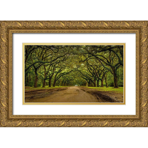 Live Oak Shade Gold Ornate Wood Framed Art Print with Double Matting by Taylor, Glenn