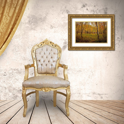 Birch Woods 1 Gold Ornate Wood Framed Art Print with Double Matting by Taylor, Glenn