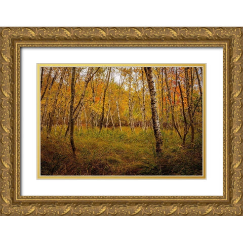 Birch Woods 1 Gold Ornate Wood Framed Art Print with Double Matting by Taylor, Glenn