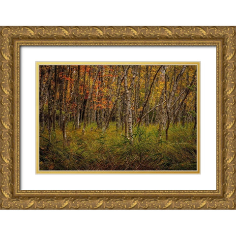 Birch Woods 2 Gold Ornate Wood Framed Art Print with Double Matting by Taylor, Glenn