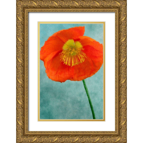 Poppy 2 Gold Ornate Wood Framed Art Print with Double Matting by Poinski, Dianne