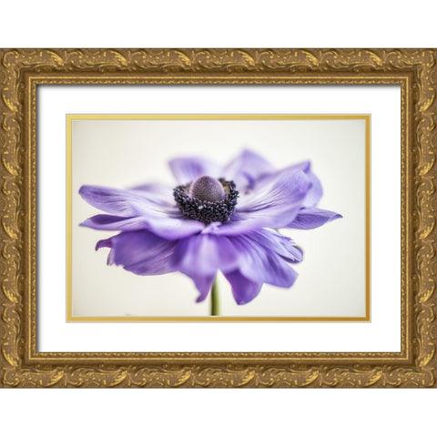 Purple Anemone 3 Gold Ornate Wood Framed Art Print with Double Matting by Poinski, Dianne