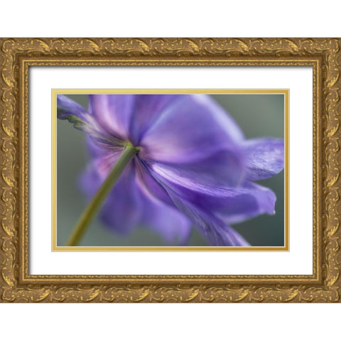Spring Anemone V Gold Ornate Wood Framed Art Print with Double Matting by Poinski, Dianne