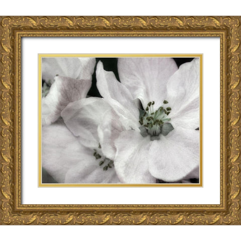 Soft Blossoms II Gold Ornate Wood Framed Art Print with Double Matting by Poinski, Dianne