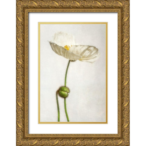 Alabaster Flutter 1 Gold Ornate Wood Framed Art Print with Double Matting by Poinski, Dianne