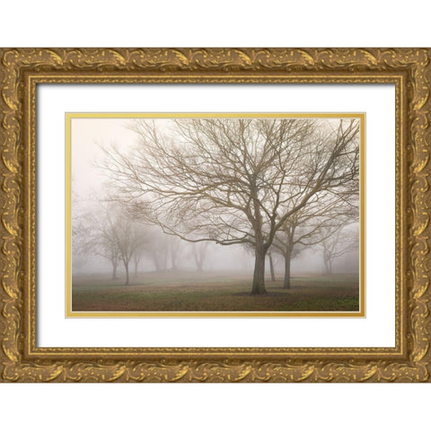 Trees in Fog 1 Gold Ornate Wood Framed Art Print with Double Matting by Poinski, Dianne