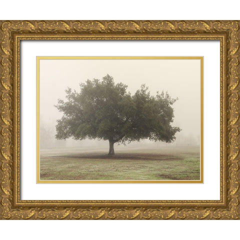 Trees in Fog 5 Gold Ornate Wood Framed Art Print with Double Matting by Poinski, Dianne