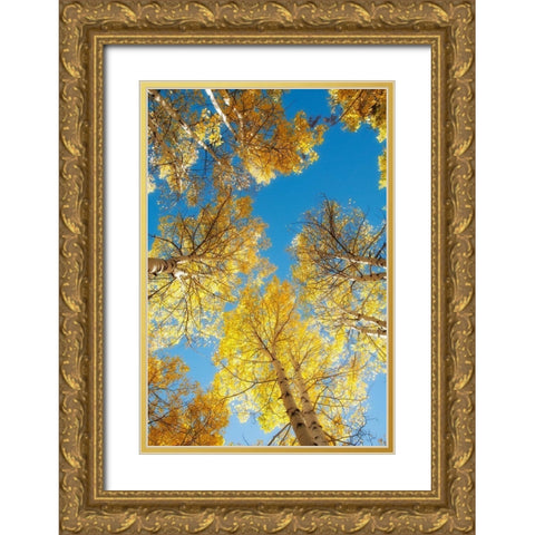 Golden Tree Tops 2 Gold Ornate Wood Framed Art Print with Double Matting by Poinski, Dianne