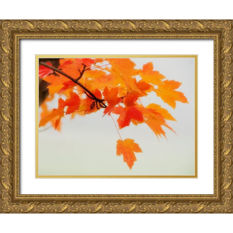 Red Branch 1 Gold Ornate Wood Framed Art Print with Double Matting by Poinski, Dianne