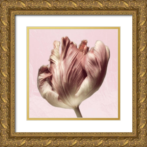 Burgundy  Tulip 1 Gold Ornate Wood Framed Art Print with Double Matting by Pearson, Debbie