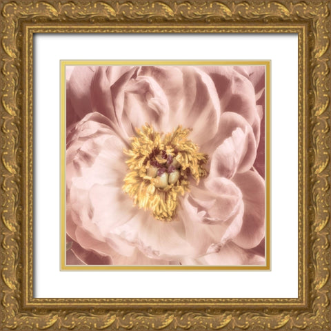 Burgundy Bloom 1 Gold Ornate Wood Framed Art Print with Double Matting by Pearson, Debbie